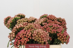 Brunia Laevis Red 35cm
