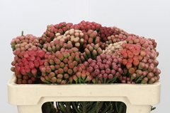 Brunia Laevis Red 50cm