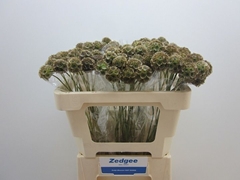 Scabiosa Stellata 50cm
