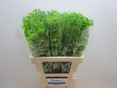 Moluccella 60cm