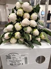 Paeonia Madame Claude Tain 50cm