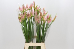 Nerine Pink Wonder 70cm