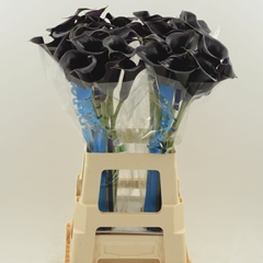 Zantedeschia Captain Beretta 70cm