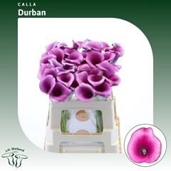 Zantedeschia Durban 55cm