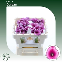 Zantedeschia Durban 45cm