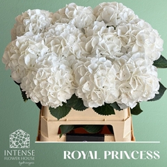 Hydrangea Royal Princess 80cm 16-18cm Hd
