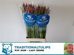 Nerine Lady Senne 75cm