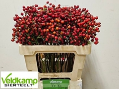 Rose Magical Autumn's Glory 55cm