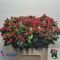 Hypericum Magical Impression 60cm
