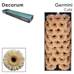 Gerbera Mini Black Center Cafe 45cm 7cm Hd