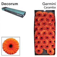 Gerbera Mini Black Center Caramba 45cm 7cm Hd