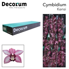 Cymbidium Kensi 80cm