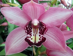 Cymbidium Kensi 80cm