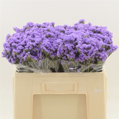 Limonium Sinuatum Happy Wings 60cm 30gr.