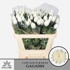 Chrysanth Single Stravina 70cm 55gr.