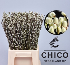 Salix Caprea Snow Flake 50cm