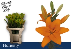 Lily La Honesty 75cm 2+