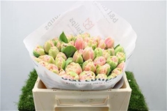 Tulip Frilled Queensland 30cm 35gr.