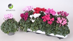 Cyclamen Super Serie Carino 10Ø 20cm