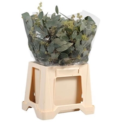 Eucalyptus Populus With Berry Per Bunch 50cm 150gr.
