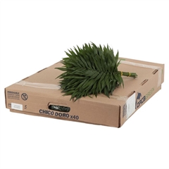 Chamaedorea Chico Leaf Per Bunch 37cm