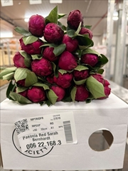 Paeonia Red Sarah Bernhardt 55cm