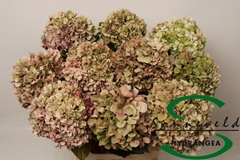 Hydrangea Glowing Alps Classic 60cm 13-15cm Hd