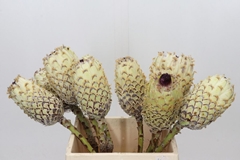 Protea Magnifica Snow Queen 40cm
