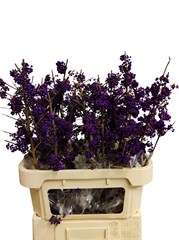 Callicarpa Bodinieri Profusion 80cm