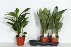 Calathea Zebrina 19Ø 70cm