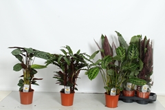 Calathea Mixed 4 Varietys 17Ø 70cm