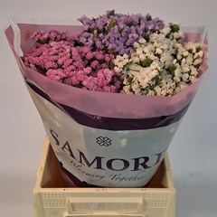 Limonium Sinuatum Mix 45cm 10gr.