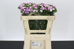Dianthus Barb Rose Magic 50cm