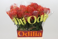 Leucospermum Crimson 50cm