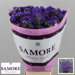 Limonium Sinuatum Navy Sun Birds 70cm 60gr.