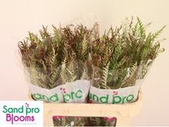 Grevillea Ivanhoe Bronze 70cm