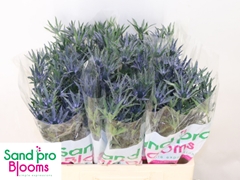 Eryngium Pacific Blue Stripe 60cm