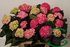 Hydrangea Royal Anastasia Pink 60cm