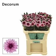 Chrysanth Single Pip 70cm 95gr.