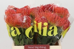 Leucospermum Crimson 40cm