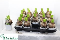 Hyacinthus White Pearl 7Ø 10cm 1pp