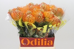Leucospermum Jelena 50cm