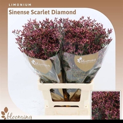Limonium Sinense Scarlet Diamond 70cm 25gr.