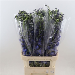 Delphinium Single Sea Waltz 70cm