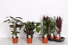 Calathea Mixed 4 Varietys 17Ø 60cm
