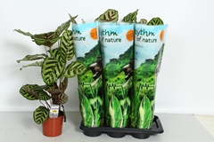 Calathea Makoyana 17Ø 80cm
