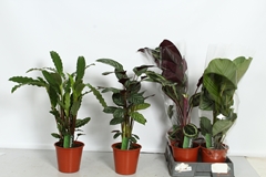 Calathea Mix 19Ø 75cm