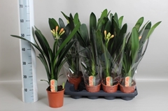 Clivia Miniata 13Ø 55cm