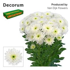 Chrysanth Spray Vika 70cm 80gr.