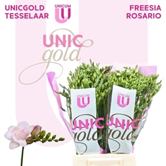 Freesia Double Rosario 50cm 20gr.